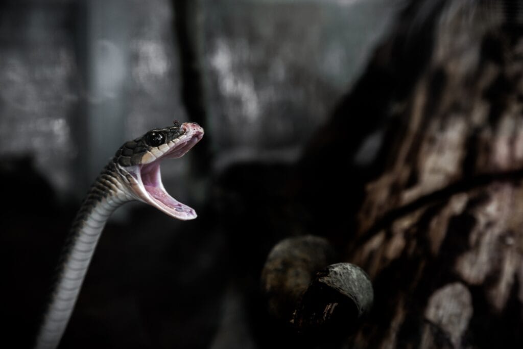 snake with mouth open
