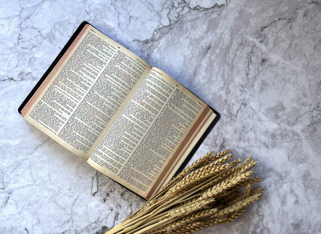 Open Bible Matthew grain wheat