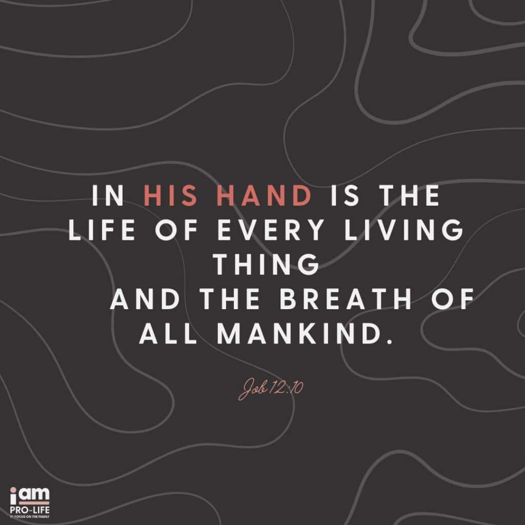 What does the Bible say about abortion is answered in Job 12:10. God is the giver of life and breath